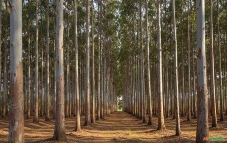 Procuro parceiro para serraria Imagem Procuro parceiro para serraria