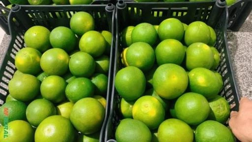 Laranja Pêra Imagem Laranja Pêra