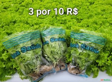 Alface hidroponica em agrotoxico em Bauru SP Imagem Alface hidroponica em agrotoxico em Bauru SP