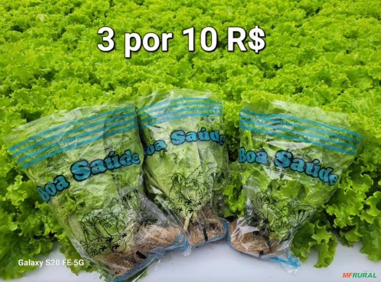 Alface hidroponica em agrotoxico em Bauru SP Imagem Alface hidroponica em agrotoxico em Bauru SP