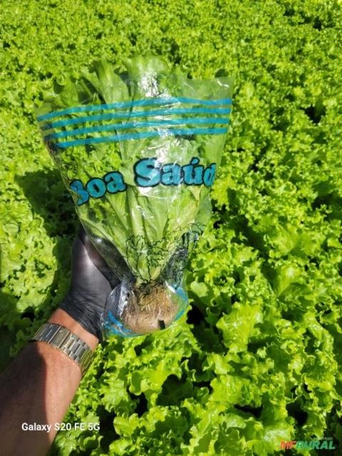 Imagem Alface hidroponica em agrotoxico em Bauru SP Imagem Alface hidroponica em agrotoxico em Bauru SP