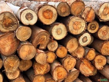 Lenha de eucalipto Imagem Lenha de eucalipto