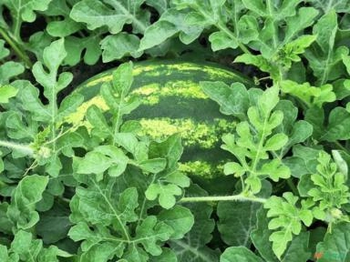 Melancia Manchester F1 Imagem Melancia Manchester F1