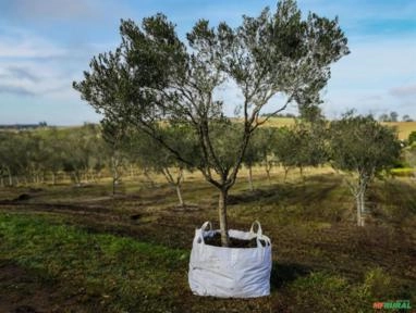 Imagem OLIVEIRAS ADULTAS DE 10 ANOS Imagem OLIVEIRAS ADULTAS DE 10 ANOS