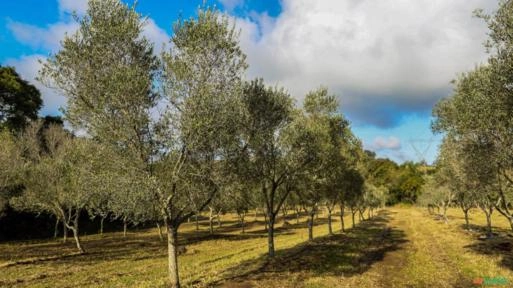 Imagem OLIVEIRAS ADULTAS DE 10 ANOS Imagem OLIVEIRAS ADULTAS DE 10 ANOS