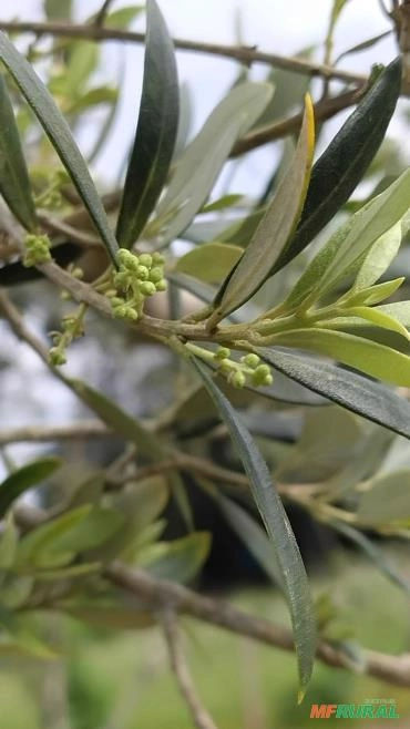 Imagem OLIVEIRAS ADULTAS DE 10 ANOS Imagem OLIVEIRAS ADULTAS DE 10 ANOS