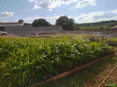 MUDAS AÇAÍ BRs PAI D Imagem MUDAS AÇAÍ BRs PAI D