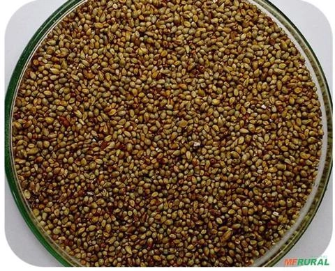 SEMENTE DE MILHETO Imagem SEMENTE DE MILHETO