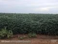 FAZENDA PRÓXIMO A TERESINA 1585 HA DE CHAPADA PARA GRÃOS