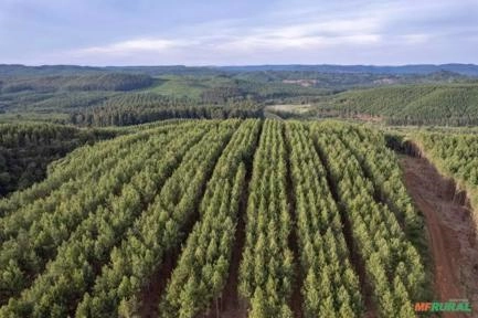 COMPRO FLORESTA DE PINUS Imagem COMPRO FLORESTA DE PINUS