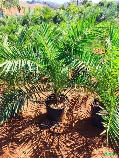 Imagem Mudas de Palmeiras para Paisagismo Imagem Mudas de Palmeiras para Paisagismo