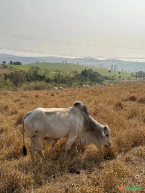 160 vacas Nelore PA Imagem 160 vacas Nelore PA