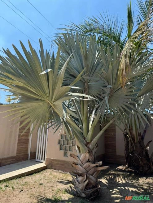 Palmeira Azul (bismarckia) Imagem Palmeira Azul (bismarckia)