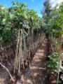 Ipê branco no sacão Imagem Ipê branco no sacão