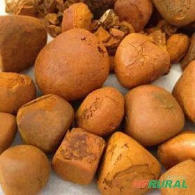 Compro Pedra de fel bovina Imagem Compro Pedra de fel bovina