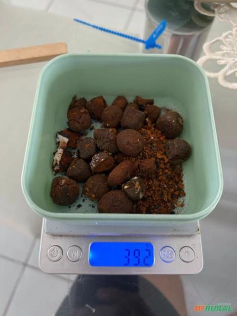 Imagem Compro Pedra de fel bovina Imagem Compro Pedra de fel bovina