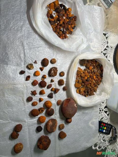 Imagem Compro Pedra de fel bovina Imagem Compro Pedra de fel bovina