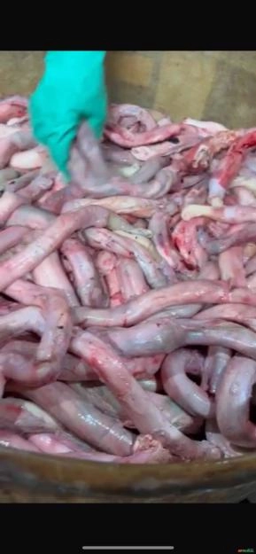 Compro Vergalho bovino Compro Vergalho bovino