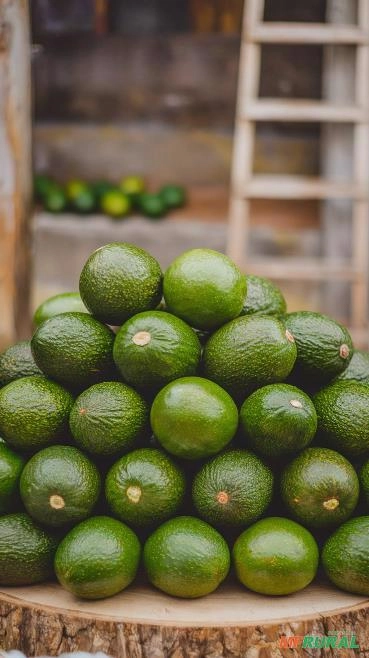Abacate Imagem Abacate