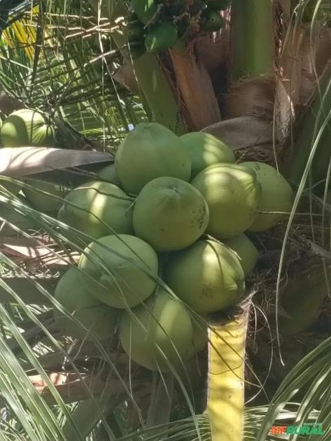 Coco Verde/ Coco Seco Imagem Coco Verde/ Coco Seco