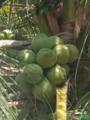 Coco Verde/ Coco Seco Imagem Coco Verde/ Coco Seco