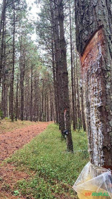 Resinagem, Procuro arrendamento de Pinus Elliotti Imagem Resinagem, Procuro arrendamento de Pinus Elliotti