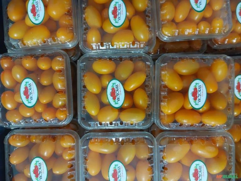 TOMATE SWEET GRAPE Imagem TOMATE SWEET GRAPE