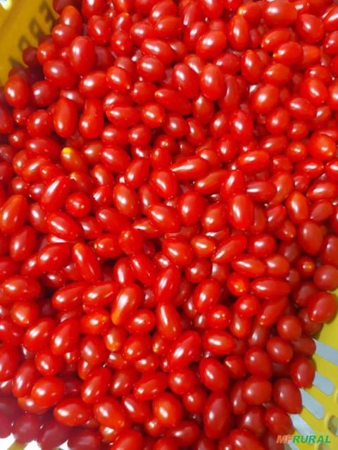 Imagem TOMATE SWEET GRAPE Imagem TOMATE SWEET GRAPE