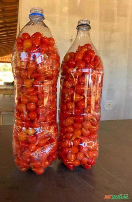 Pimenta biquínho Imagem Pimenta biquínho