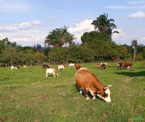 Procuro Socio investidor para Fazendinha Imagem Procuro Socio investidor para Fazendinha