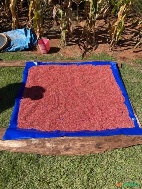 Pimenta Rosa Imagem Pimenta Rosa