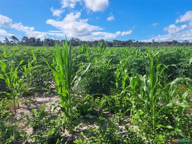 Plantação de Mandioca Imagem Plantação de Mandioca