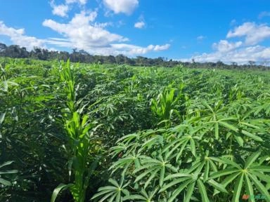 Imagem Plantação de Mandioca Imagem Plantação de Mandioca