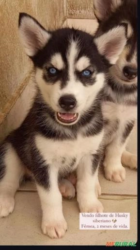 Filhote Husky Siberiano | Preço Venda Compra - MF Rural