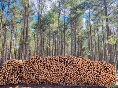 Compramos somente florestas de pinus Imagem Compramos somente florestas de pinus