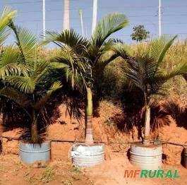 PALMEIRA BURITI Imagem PALMEIRA BURITI