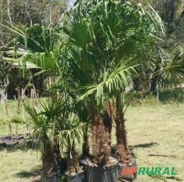 Imagem PALMEIRA BURITI Imagem PALMEIRA BURITI