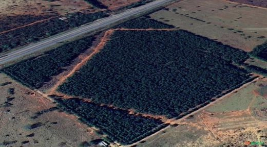 Lavoura de Eucalipto Imagem Lavoura de Eucalipto