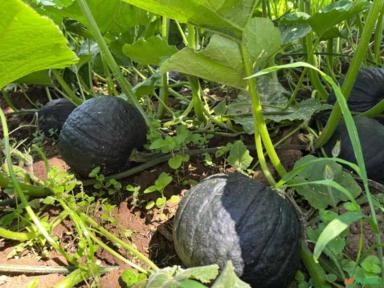 Labobo Rau Abóbora Cabotia em Antônio Olinto PR à venda. Compre direto 842663