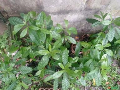 Chacrona Imagem Chacrona