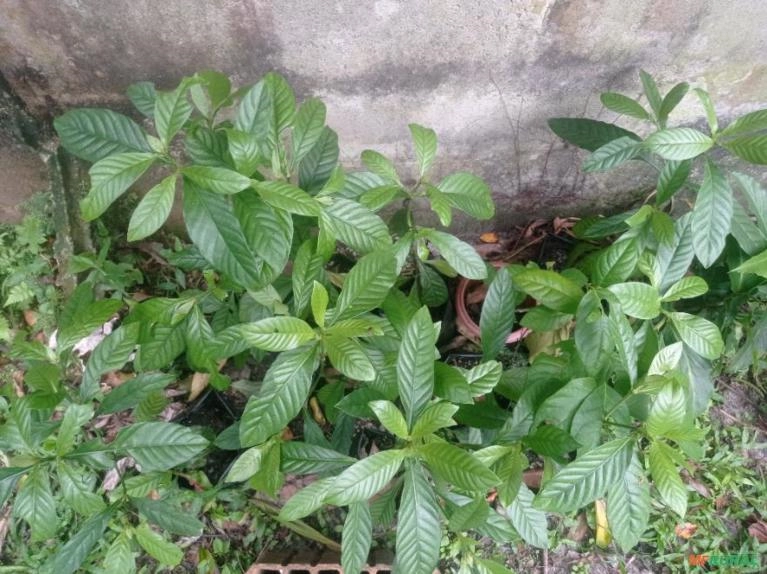 Chacrona Imagem Chacrona