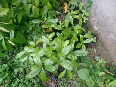 Imagem Chacrona Imagem Chacrona