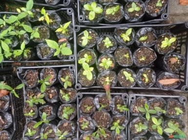 Imagem Chacrona Imagem Chacrona