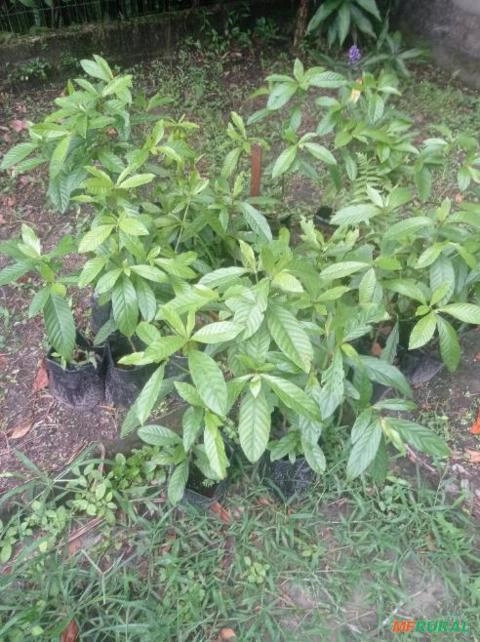 Imagem Chacrona Imagem Chacrona