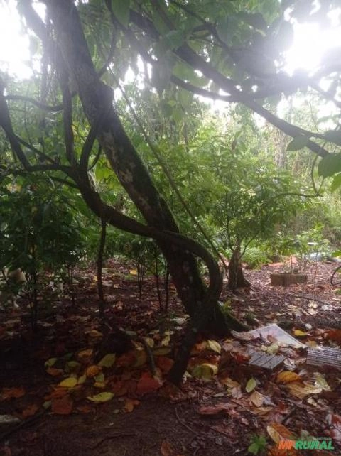 Imagem Chacrona Imagem Chacrona