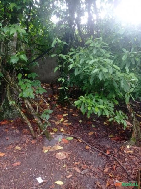 Imagem Chacrona Imagem Chacrona