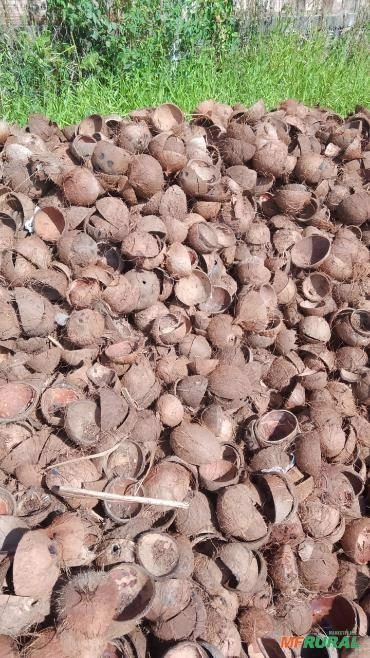 Casca de Coco Imagem Casca de Coco