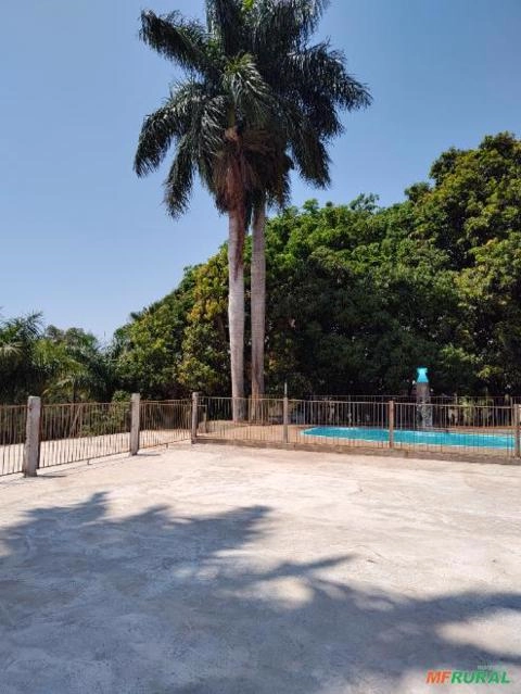 Palmeiras imperiais adulta 20 metros Imagem Palmeiras imperiais adulta 20 metros