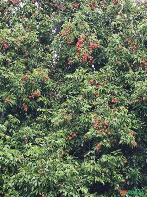 Lichia Roça toda Imagem Lichia Roça toda