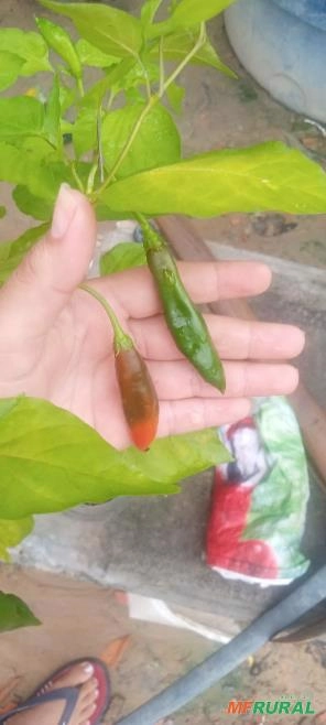 Imagem Pimenteira dedo-de-moça Imagem Pimenteira dedo-de-moça